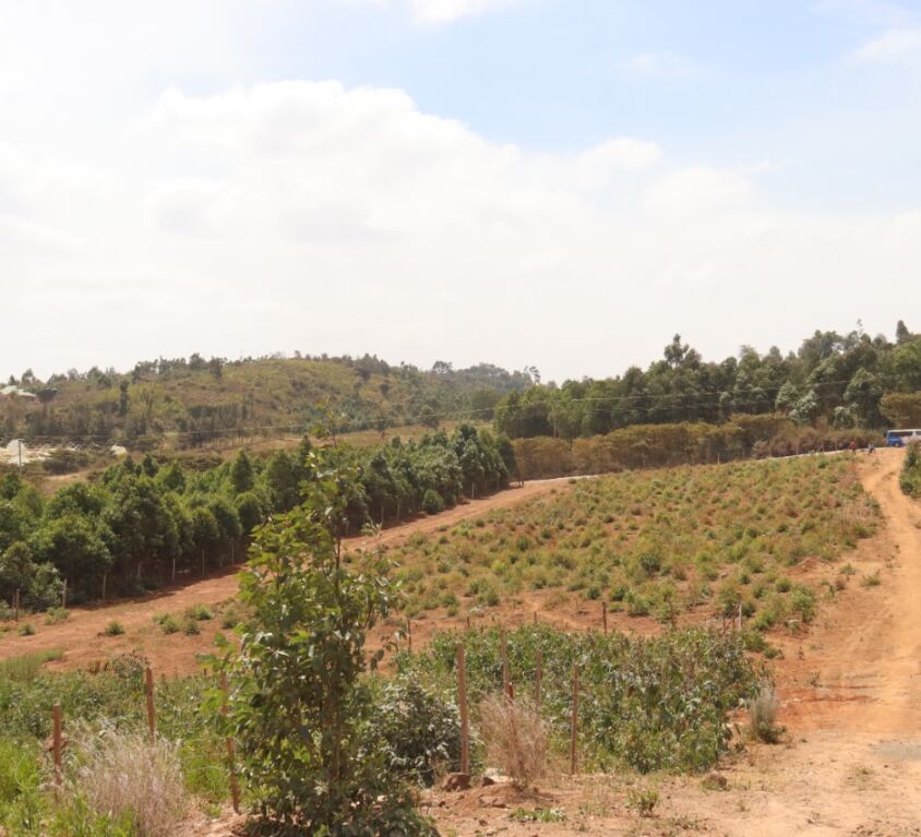 Miliki Estate Phase II